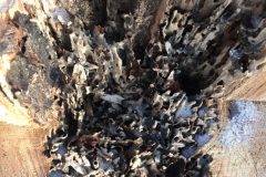 1_Ash-dieback-06