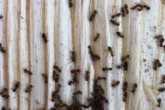 Ash-dieback-01