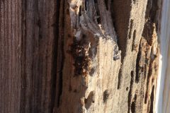 Ash-dieback-02