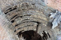 Ash-dieback-03
