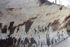 Ash-dieback-04