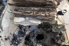 Ash-dieback-05
