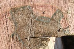 Ash-dieback-07