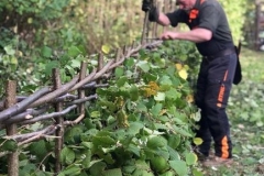 paul_hedgelaying