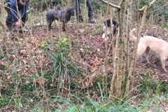 Willow-planting-SSCG-Feb-2020-01-3