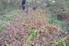 Willow-planting-SSCG-Feb-2020-2