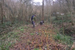 Willow-planting-SSCG-Feb-2020-3