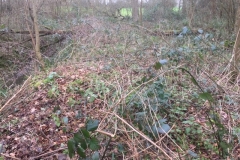 Willow-planting-SSCG-Feb-2020-4