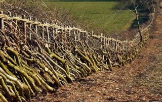 Hedgelaying and Coppicing