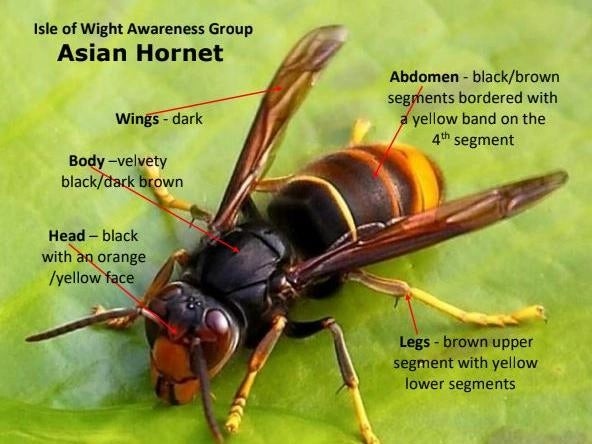 Hornet Identification Chart Uk